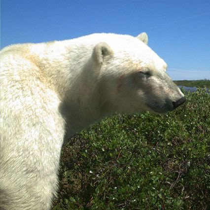 polar bear